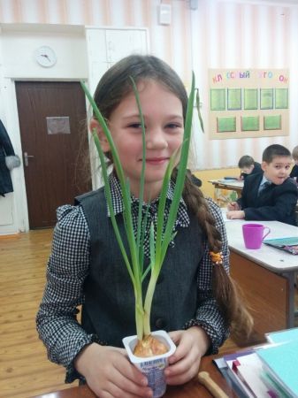Выращиваем лук